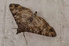 Dysallacta negatalis