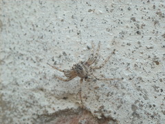 Plexippoides flavescens