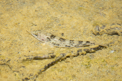 Gobiomorphus cotidianus