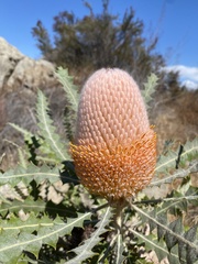 Banksia victoriae
