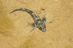 Gobiomorphus huttoni