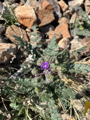 Phacelia crenulata