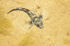 Gobiomorphus huttoni