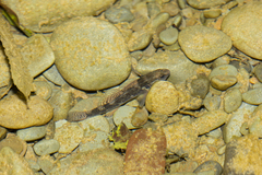 Gobiomorphus huttoni