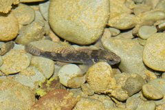 Gobiomorphus huttoni