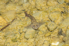 Gobiomorphus huttoni