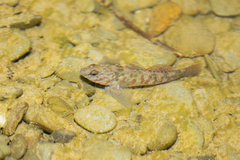 Gobiomorphus huttoni