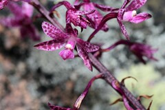 Dipodium punctatum