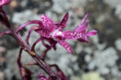 Dipodium punctatum