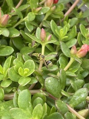 Ropalidia romandi
