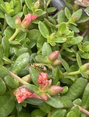 Ropalidia romandi