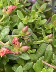 Ropalidia romandi