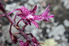 Dipodium punctatum