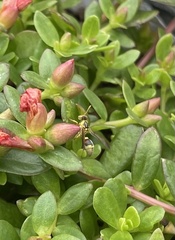 Ropalidia romandi