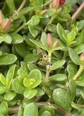 Ropalidia romandi