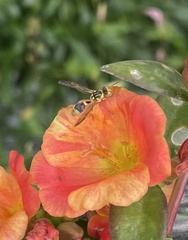Ropalidia romandi