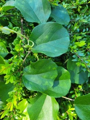 Cocculus orbiculatus