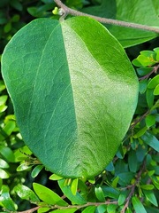 Cocculus orbiculatus