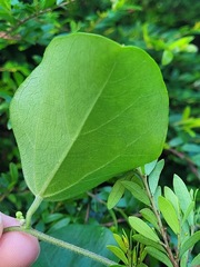 Cocculus orbiculatus