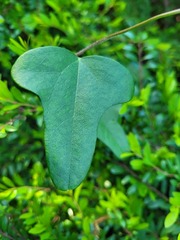 Cocculus orbiculatus