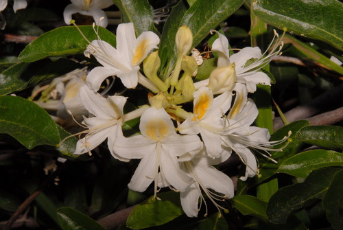 western azalea (Rhododendron occidentale)