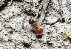 Meranoplus