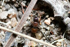 Meranoplus