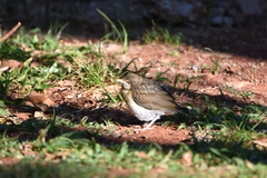 Turdus amaurochalinus
