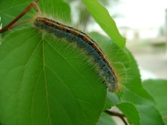 Lepidoptera