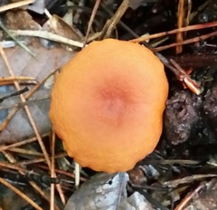 Lactarius rubidus