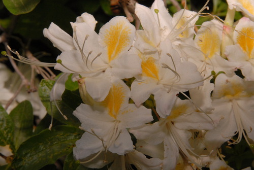 Rhododendron occidentale