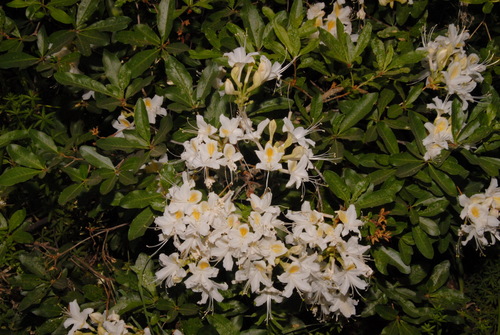Rhododendron occidentale