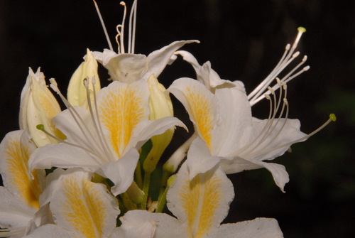 Rhododendron occidentale