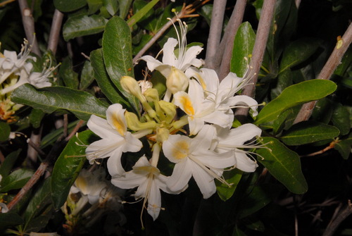 Rhododendron occidentale