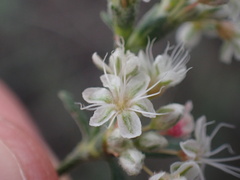Eriogonum fasciculatum polifolium