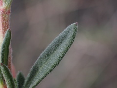 Eriogonum fasciculatum polifolium