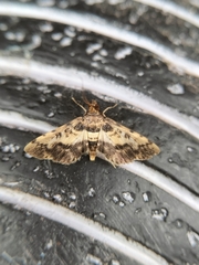 Nacoleia amphicedalis