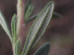 Eriogonum fasciculatum polifolium