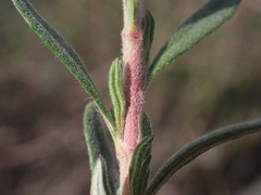 Eriogonum fasciculatum polifolium