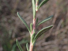 Eriogonum fasciculatum polifolium