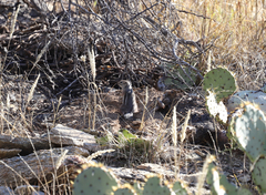 Ammospermophilus harrisii