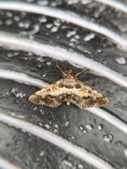 Nacoleia amphicedalis