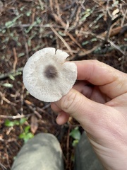 Lepiota atrodisca