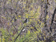 Spizella atrogularis