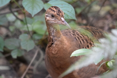 Rhynchotus rufescens