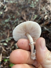 Lepiota atrodisca