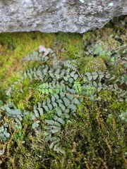 Asplenium resiliens