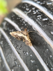 Nacoleia amphicedalis