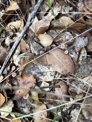 Collybiopsis quercophila