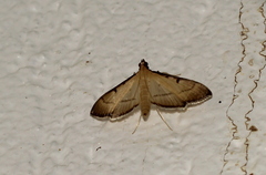 Bradina admixtalis